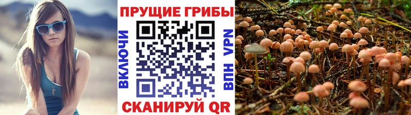 Галлюциногенные грибы Cubensis  дарнет шоп  Малоархангельск 